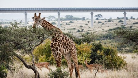 Kenya by Rail: Trains, Safaris & Beaches 
