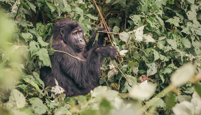 Essential Uganda and Gorilla Trek