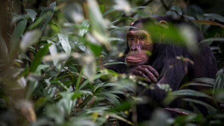 Essential Uganda and Gorilla Trek