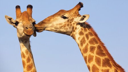 South Africa Family Safari with Teenagers