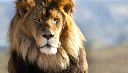 Südafrika - die Highlights der Kapregion und Garden Route erwandern