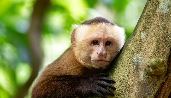 Costa Rica naturnah erwandern