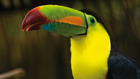 Costa Ricas Highlights erleben