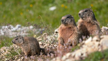 Im Herzen des Trentino: Wandern durch das Val di Sole