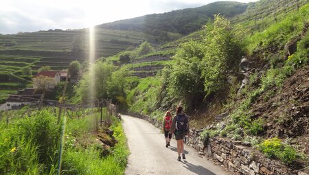 Weinberge Wanderer