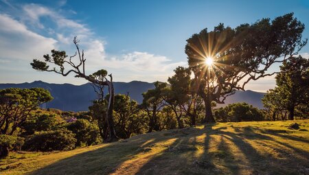 Madeira Stinklorbeer