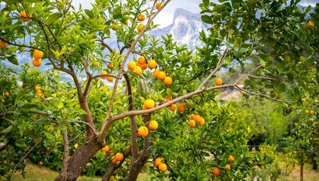 Von Finca zu Finca wandern