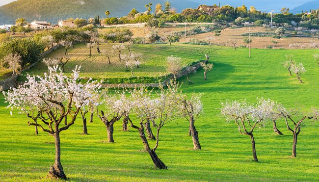 Wanderopening zur Mandelblüte auf Mallorca