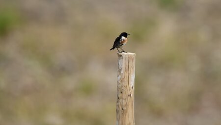 Geführte Radreise - Entlang Portugals Vicentina-Küste