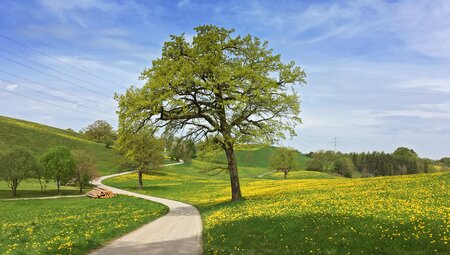 Münchner Seenvielfalt - Ammersee, Starnberger See und Kochelsee