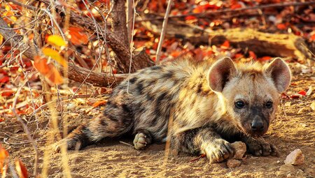 Malawi & Sambia: Liwonde