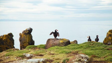 Küstenwandern Schottland - Kingdom of Fife