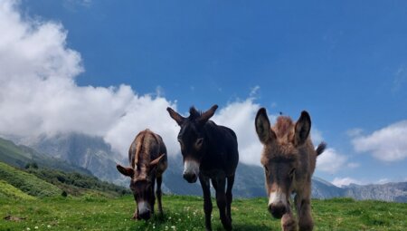Sportlicher Wanderurlaub im Nationalpark Picos de Europa