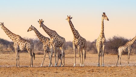 Namibias Highlights erleben