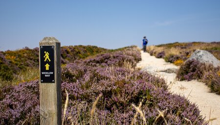 Irland - die Wicklows gemütlich erwandern