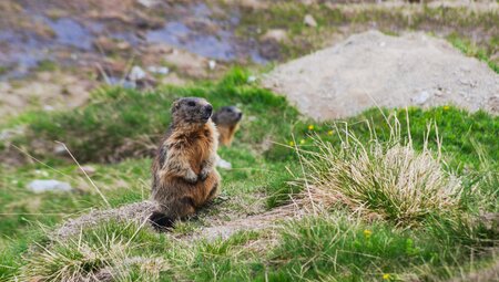 Nationalpark Stilfserjoch -unterwegs auf verborgenen Wegen