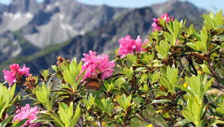 Best of Lechweg individuell - aktiv mit Komfort