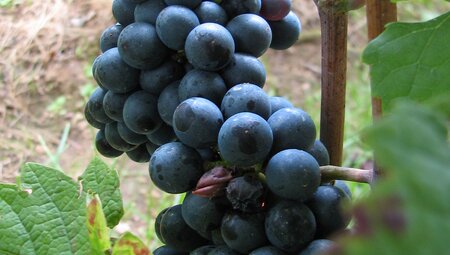 Weinreise Elbtal 6 Tage