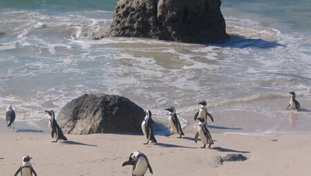 Südafrika Pinguin