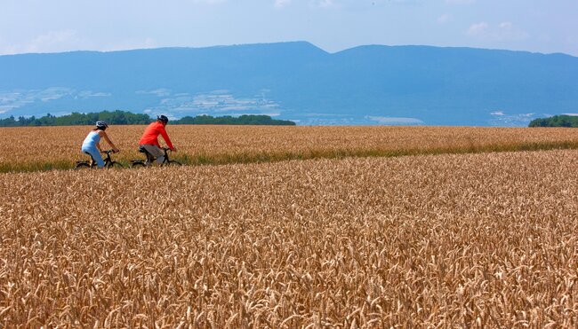 Mittelland-Route Weizenfeld