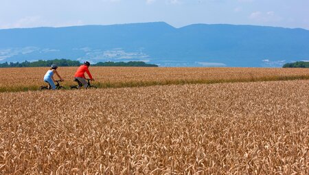 Mittelland-Route Weizenfeld