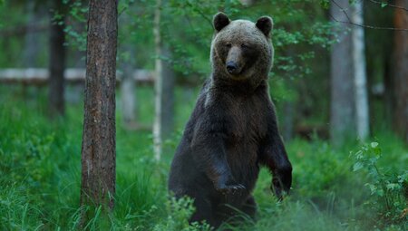 Bären in Estland