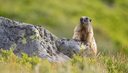 Nationalpark Hohe Tauern - verborgene Wege entdecken