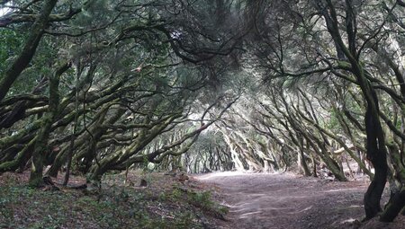 La Gomera - Botanisches Paradies