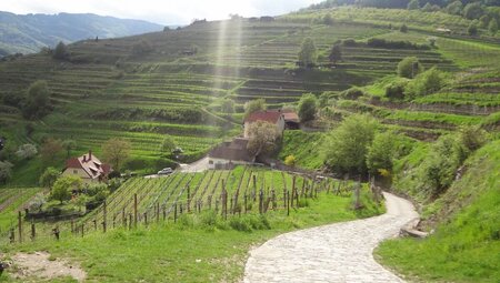 Welterbesteig Wachau 8 Tage