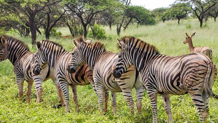 Addo: Südafrika und Eswatini