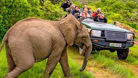 Pinotage:Südafrika(Aug-Dez)