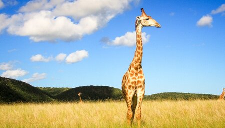 Pinotage:Südafrika(Jan-Mai)