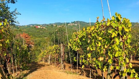 Pisa - Florenz: Gemütliches Radeln in der Toskana