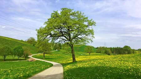 Chiemsee Sternfahrt 7 Tage - Hotel Seeblick