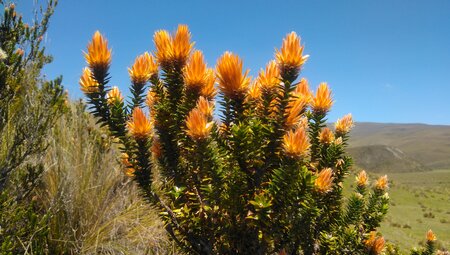 Bergwandern auf Ecuador's Vulkanen