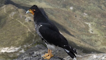 Bergwandern auf Ecuador's Vulkanen