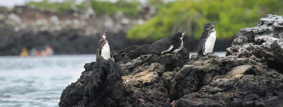 Panama City und Galapagos: Vom Kanal zu den einzigartigen Inselwelten