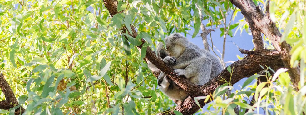 Australien - Die Highlights des Ostens