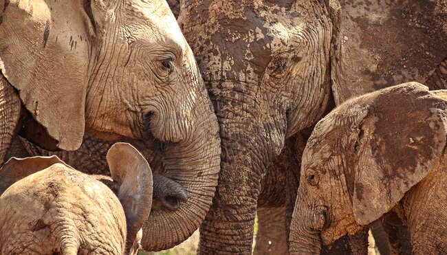 Südafrika: Tsitsikamma