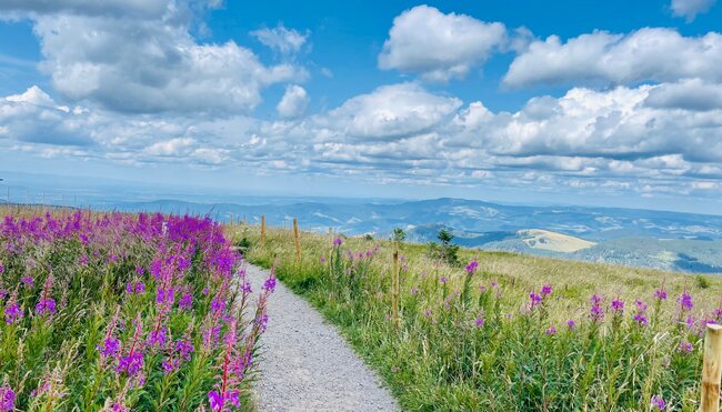 Die schönsten Wanderungen im Schwarzwald - Gipfel. Seen und Schluchten