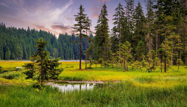 Die Highlights im Nationalpark Bayerischer Wald erwandern