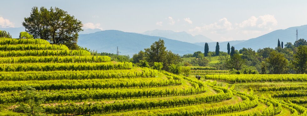 Weinberge Buttrio Collio Friaul Italien
