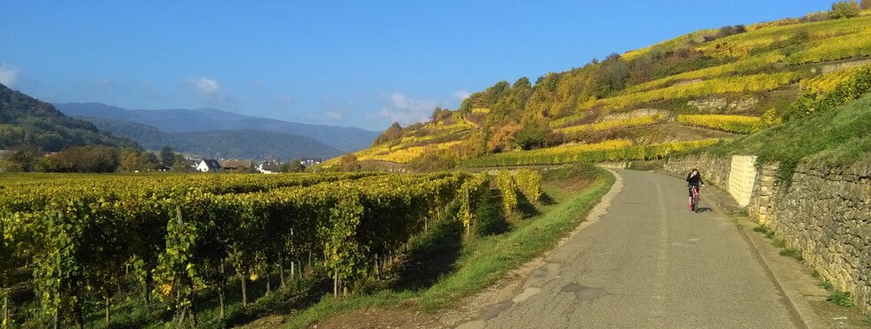 Weinberge Elsass
