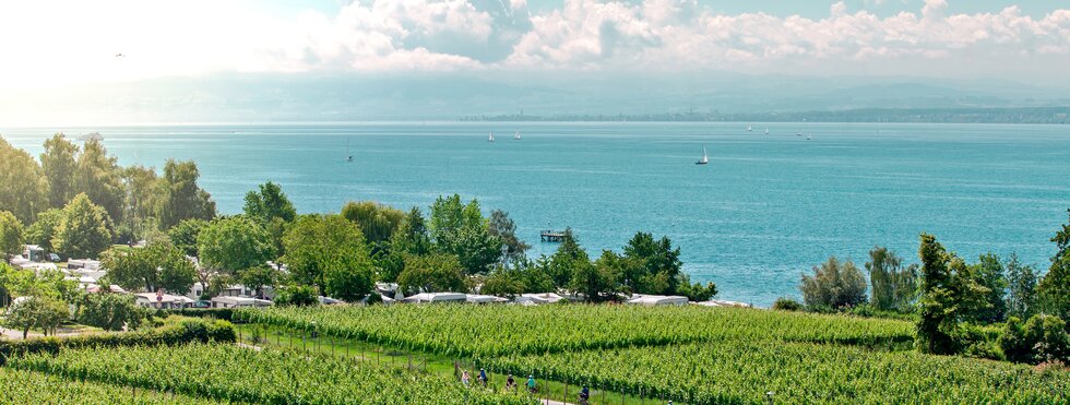 Radfahrer in einer Obstplantage am Bodensee