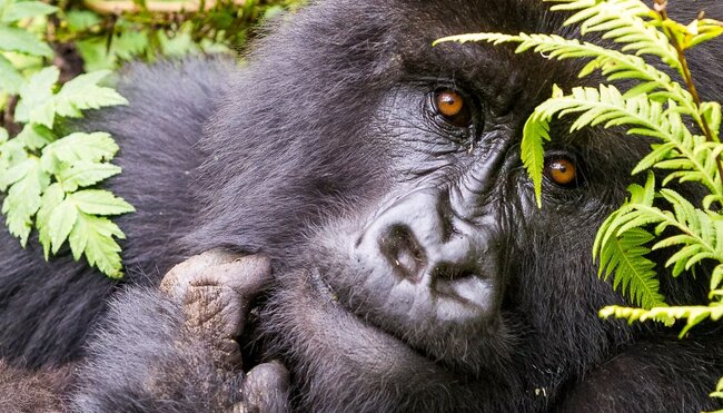Gorilla:Uganda